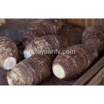 Vente chaude dans le taro frais du marché